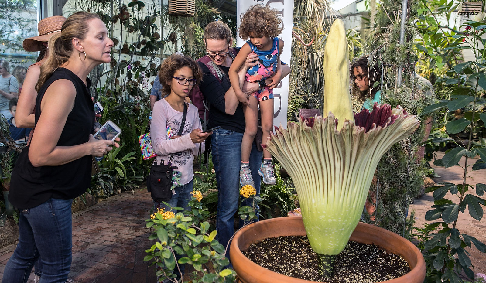 Corpse flower